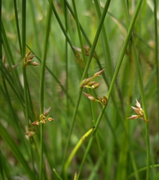Pflanzenbild gross Faden-Binse - Juncus filiformis