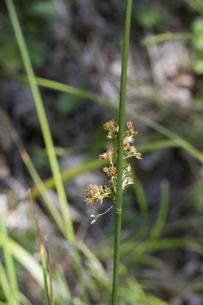 Pflanzenbild gross Flatter-Binse - Juncus effusus