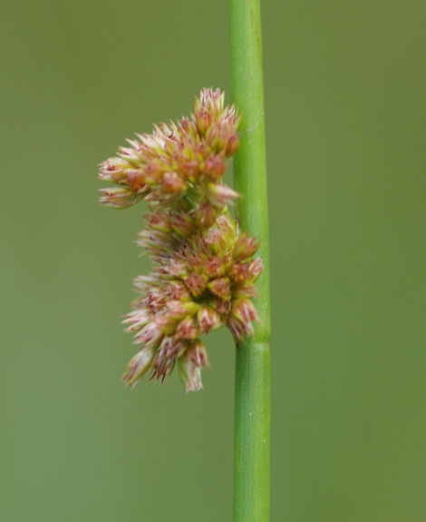 Pflanzenbild gross Flatter-Binse - Juncus effusus