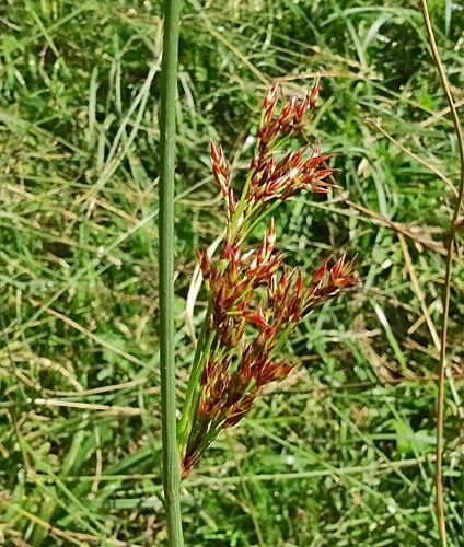 Pflanzenbild gross Blaugrüne Binse - Juncus inflexus
