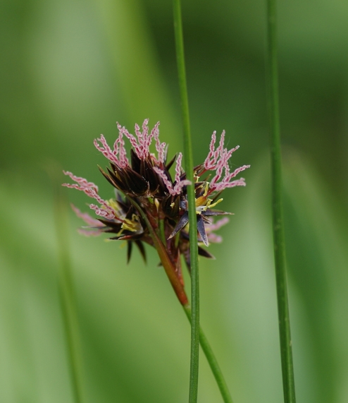 Pflanzenbild gross Jacquins Binse - Juncus jacquinii
