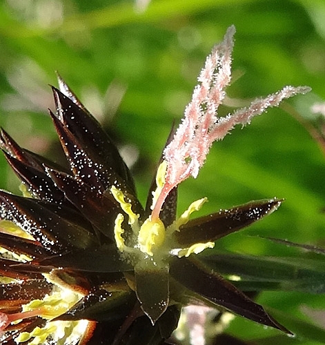 Pflanzenbild gross Jacquins Binse - Juncus jacquinii