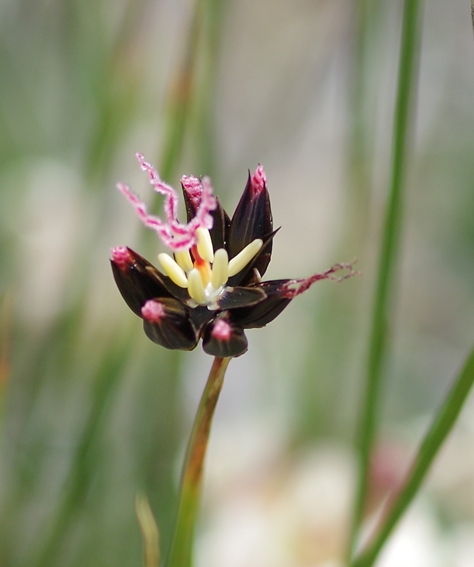 Pflanzenbild gross Jacquins Binse - Juncus jacquinii