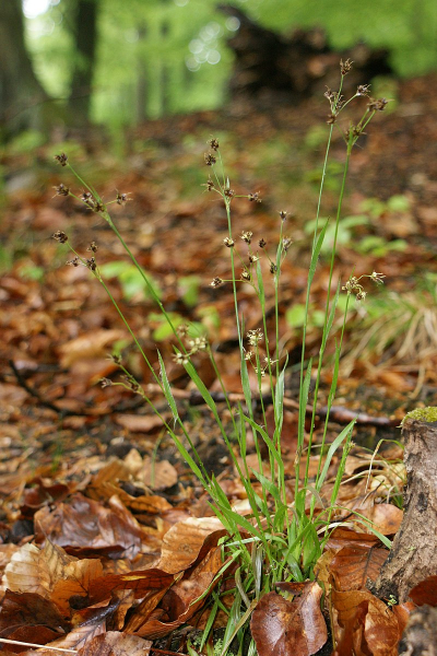 Pflanzenbild gross Behaarte Hainsimse - Luzula pilosa