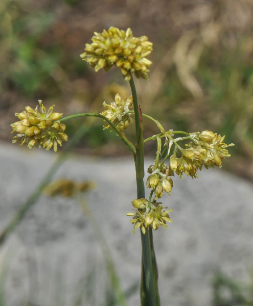 Pflanzenbild gross Gelbe Hainsimse - Luzula lutea