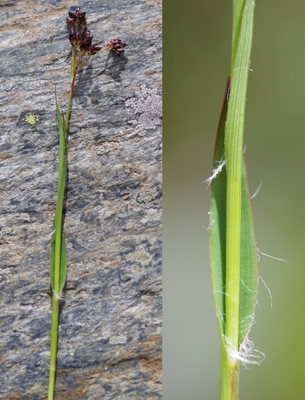 Pflanzenbild gross Braune Hainsimse - Luzula alpinopilosa