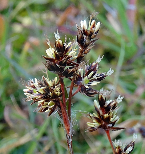 Pflanzenbild gross Feld-Hainsimse - Luzula campestris
