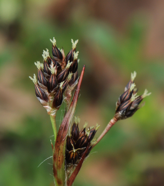 Pflanzenbild gross Feld-Hainsimse - Luzula campestris