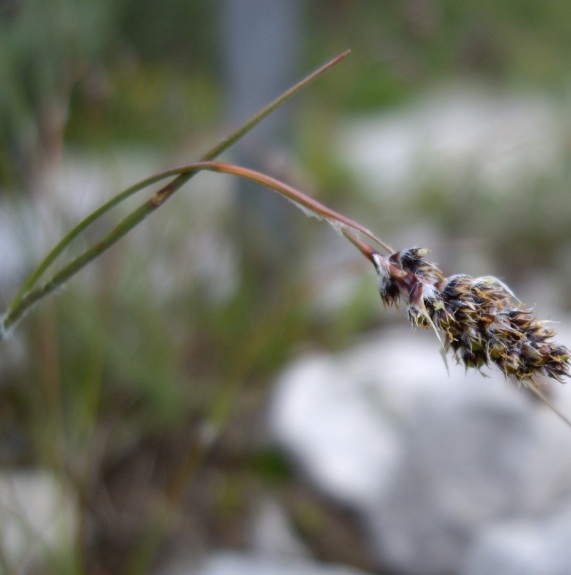 Pflanzenbild gross Ährige Hainsimse - Luzula spicata