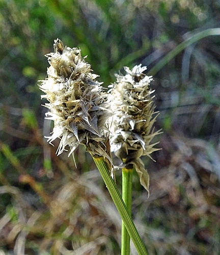 Pflanzenbild gross Scheiden-Wollgras - Eriophorum vaginatum