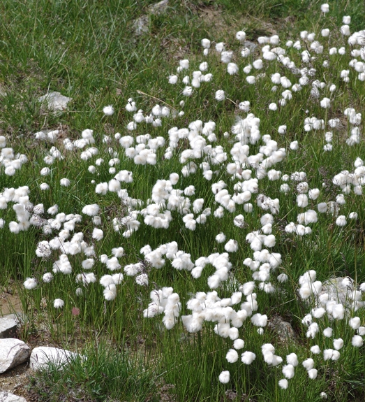 Pflanzenbild gross Scheuchzers Wollgras - Eriophorum scheuchzeri