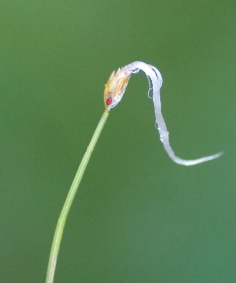 Pflanzenbild gross Alpen-Haarbinse - Trichophorum alpinum