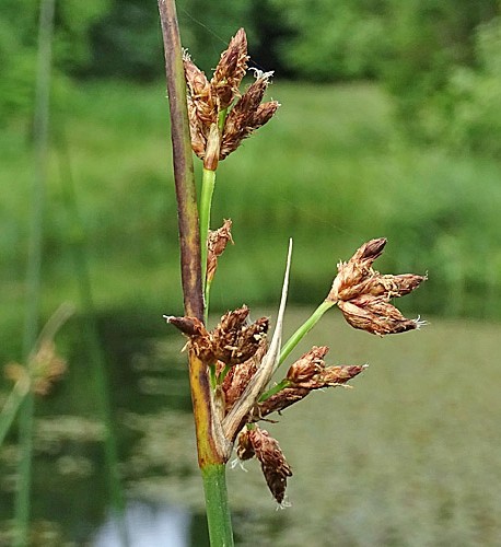 Pflanzenbild gross See-Flechtbinse - Schoenoplectus lacustris