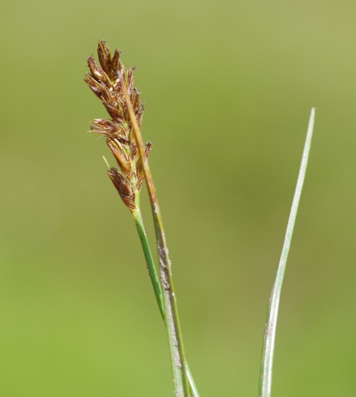 Pflanzenbild gross Zusammengedrückte Quellbinse - Blysmus compressus