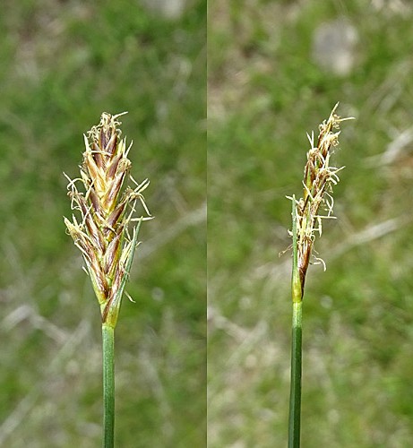 Pflanzenbild gross Zusammengedrückte Quellbinse - Blysmus compressus