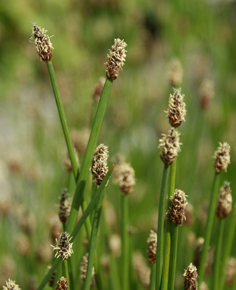 Pflanzenbild gross Gewöhnliche Sumpfbinse - Eleocharis palustris