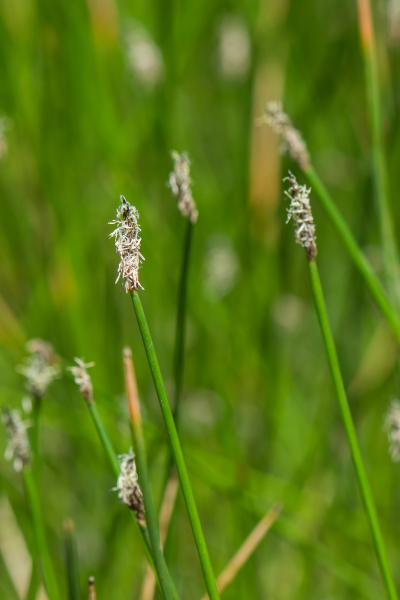 Pflanzenbild gross Gewöhnliche Sumpfbinse - Eleocharis palustris