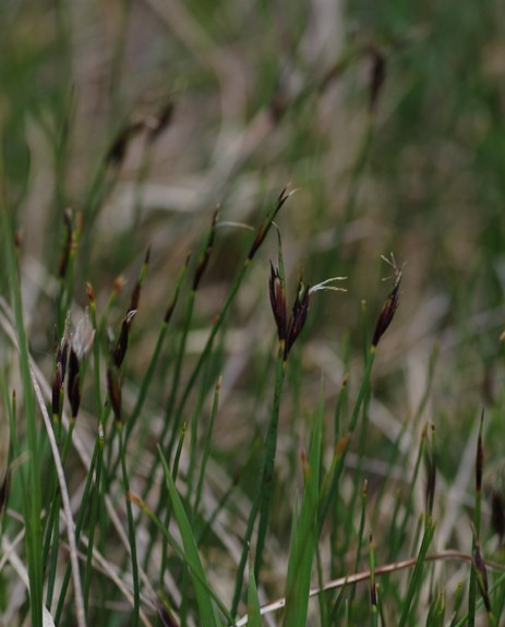 Pflanzenbild gross Rostrote Kopfbinse - Schoenus ferrugineus