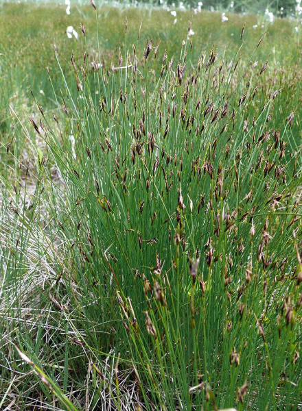 Pflanzenbild gross Rostrote Kopfbinse - Schoenus ferrugineus
