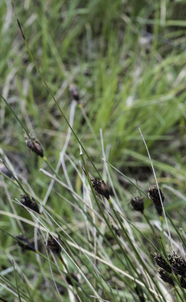 Pflanzenbild gross Schwärzliche Kopfbinse - Schoenus nigricans