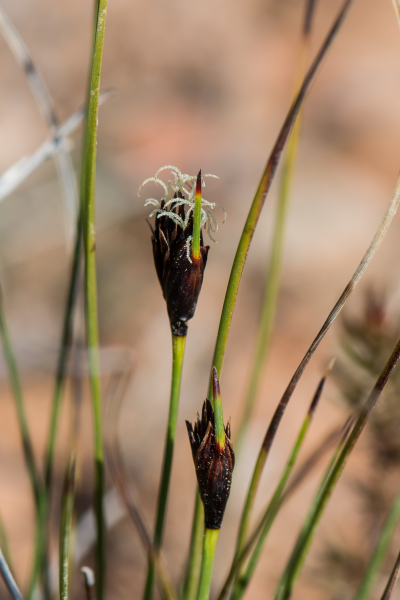 Pflanzenbild gross Schwärzliche Kopfbinse - Schoenus nigricans