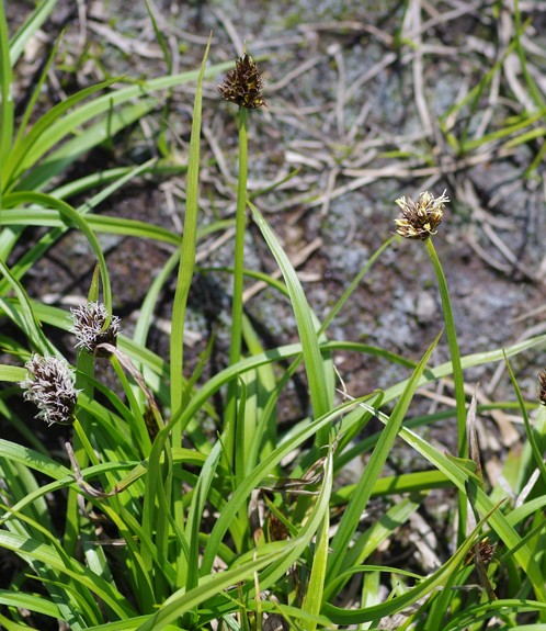 Pflanzenbild gross Schneetälchen-Segge - Carex foetida