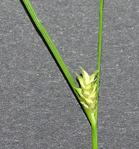 Pflanzenbild gross Lockerährige Segge - Carex remota