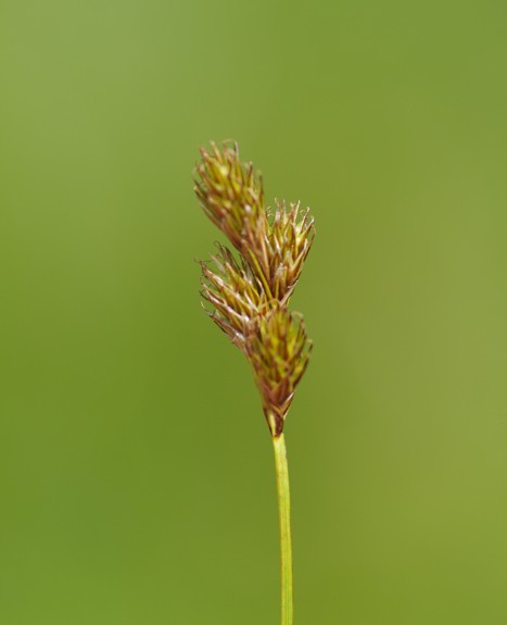 Pflanzenbild gross Hasenpfoten-Segge - Carex leporina