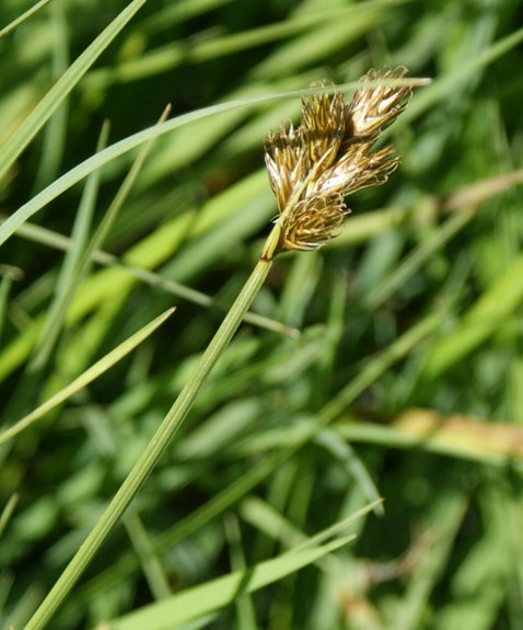 Pflanzenbild gross Hasenpfoten-Segge - Carex leporina