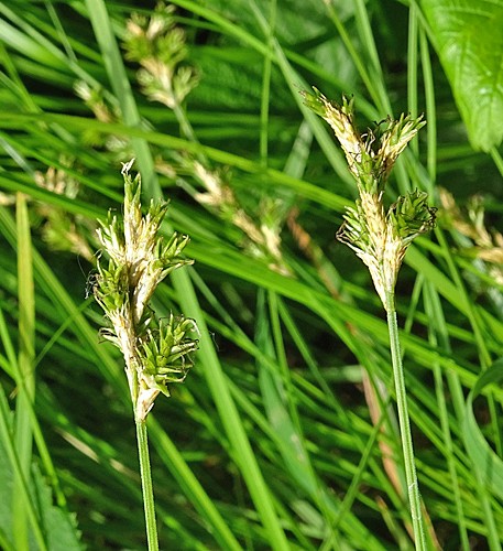 Pflanzenbild gross Hasenpfoten-Segge - Carex leporina