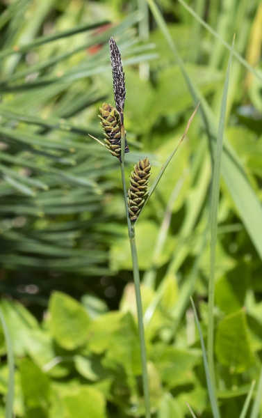 Pflanzenbild gross Braune Segge - Carex nigra