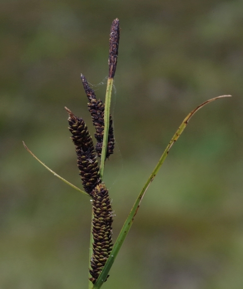Pflanzenbild gross Braune Segge - Carex nigra