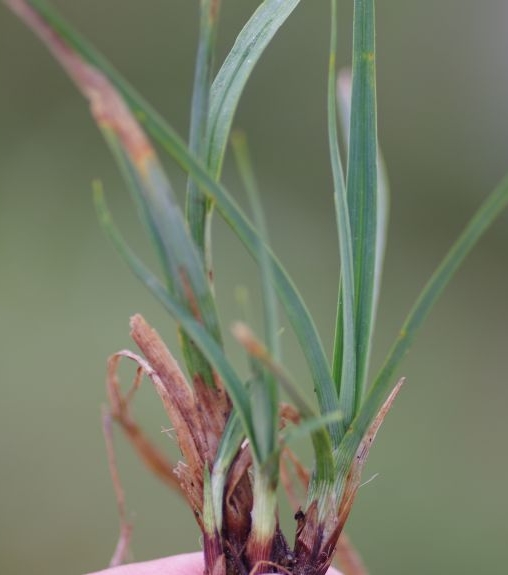 Pflanzenbild gross Kleine Trauer-Segge - Carex parviflora