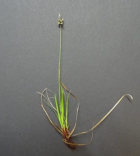Pflanzenbild gross Berg-Segge - Carex montana