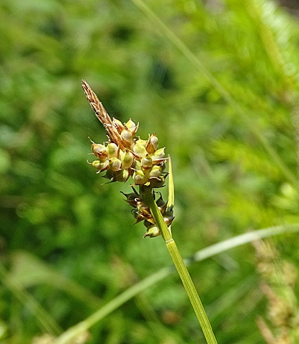 Pflanzenbild gross Pillen-Segge - Carex pilulifera