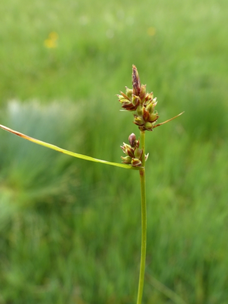 Pflanzenbild gross Pillen-Segge - Carex pilulifera