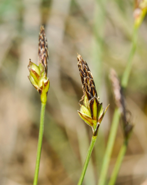 Pflanzenbild gross Pillen-Segge - Carex pilulifera
