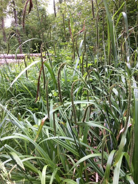 Pflanzenbild gross Hänge-Segge - Carex pendula