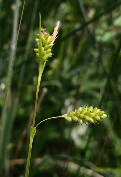 Pflanzenbild gross Bleiche Segge - Carex pallescens