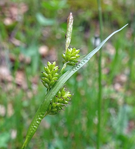 Pflanzenbild gross Bleiche Segge - Carex pallescens