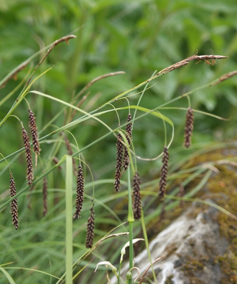 Pflanzenbild gross Schlaffe Segge - Carex flacca