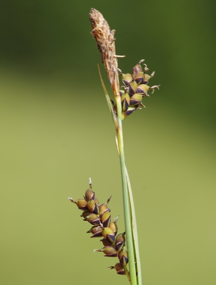 Pflanzenbild gross Hirsen-Segge - Carex panicea