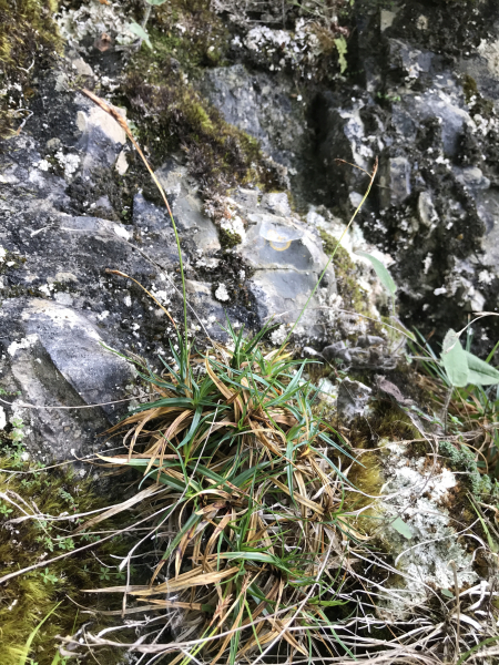 Pflanzenbild gross Polster-Segge - Carex firma