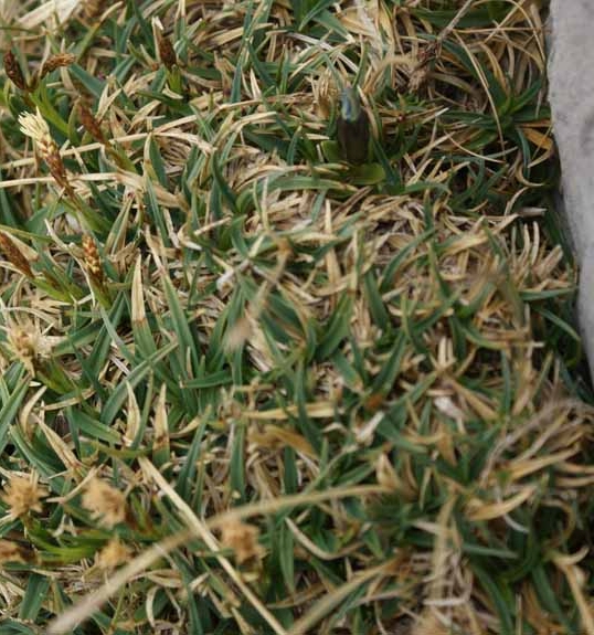 Pflanzenbild gross Polster-Segge - Carex firma