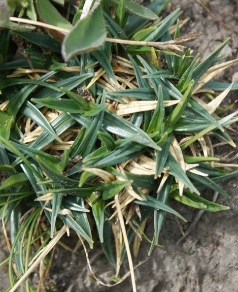 Pflanzenbild gross Polster-Segge - Carex firma