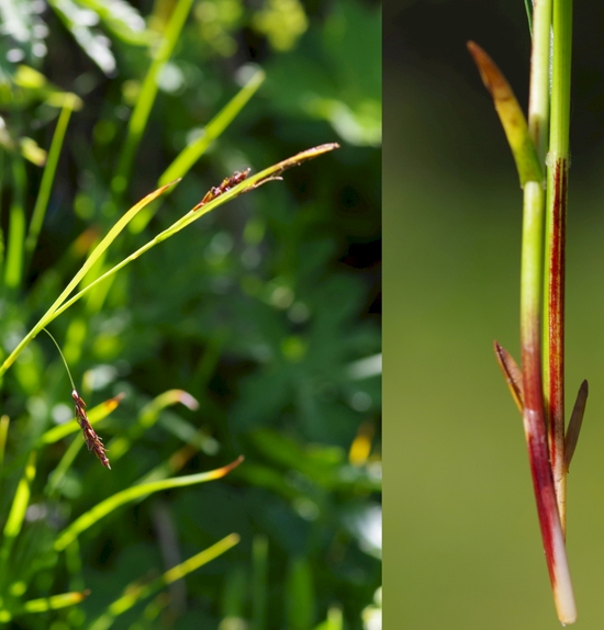 Pflanzenbild gross Rost-Segge - Carex ferruginea