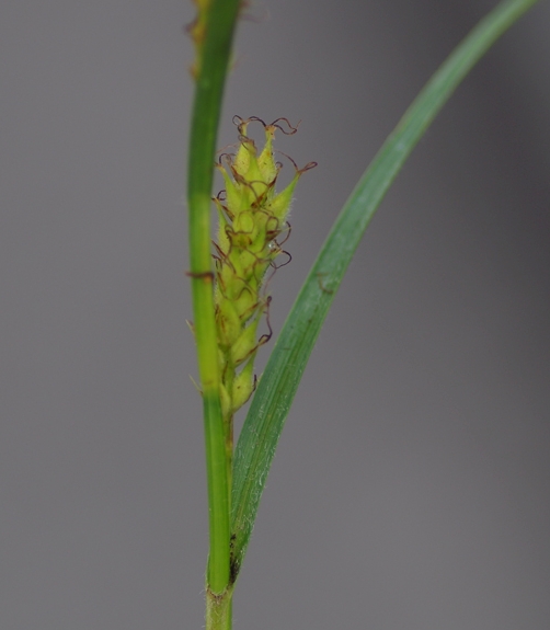 Pflanzenbild gross Behaarte Segge - Carex hirta