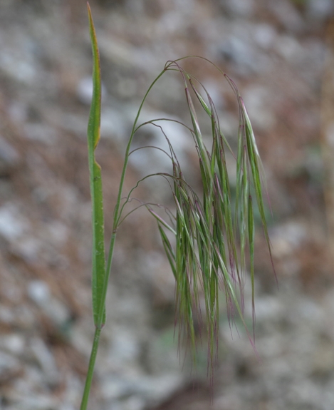 Pflanzenbild gross Dach-Trespe - Bromus tectorum