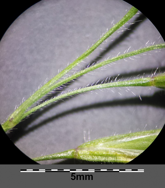 Pflanzenbild gross Dach-Trespe - Bromus tectorum