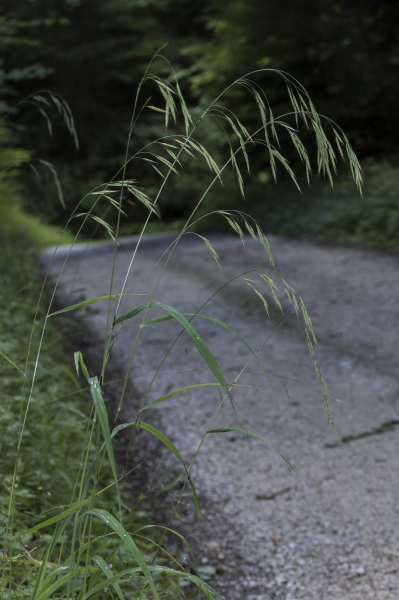 Pflanzenbild gross Benekens Trespe - Bromus benekenii